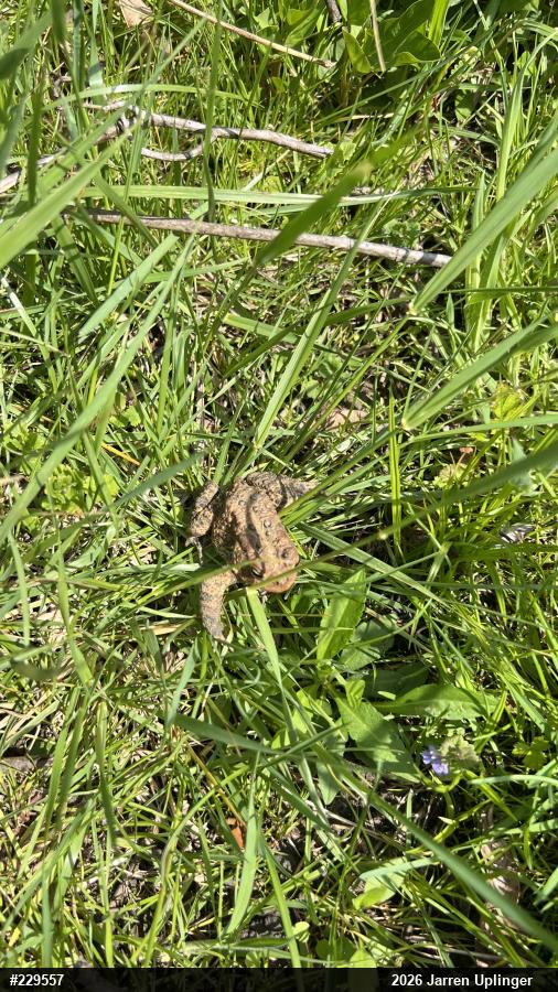 Eastern American Toad