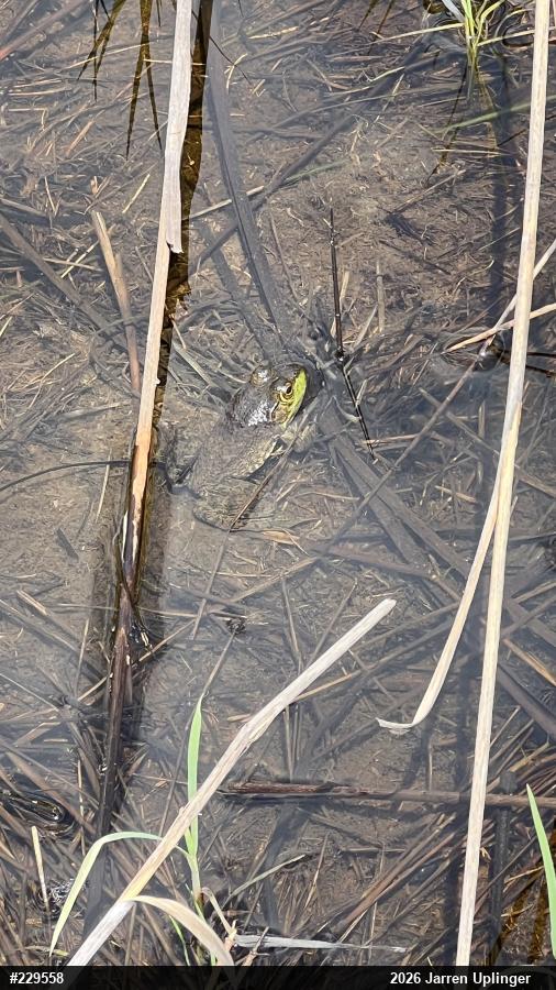 American Bullfrog