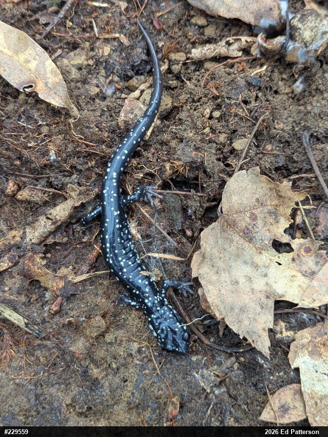 Northern Slimy Salamander