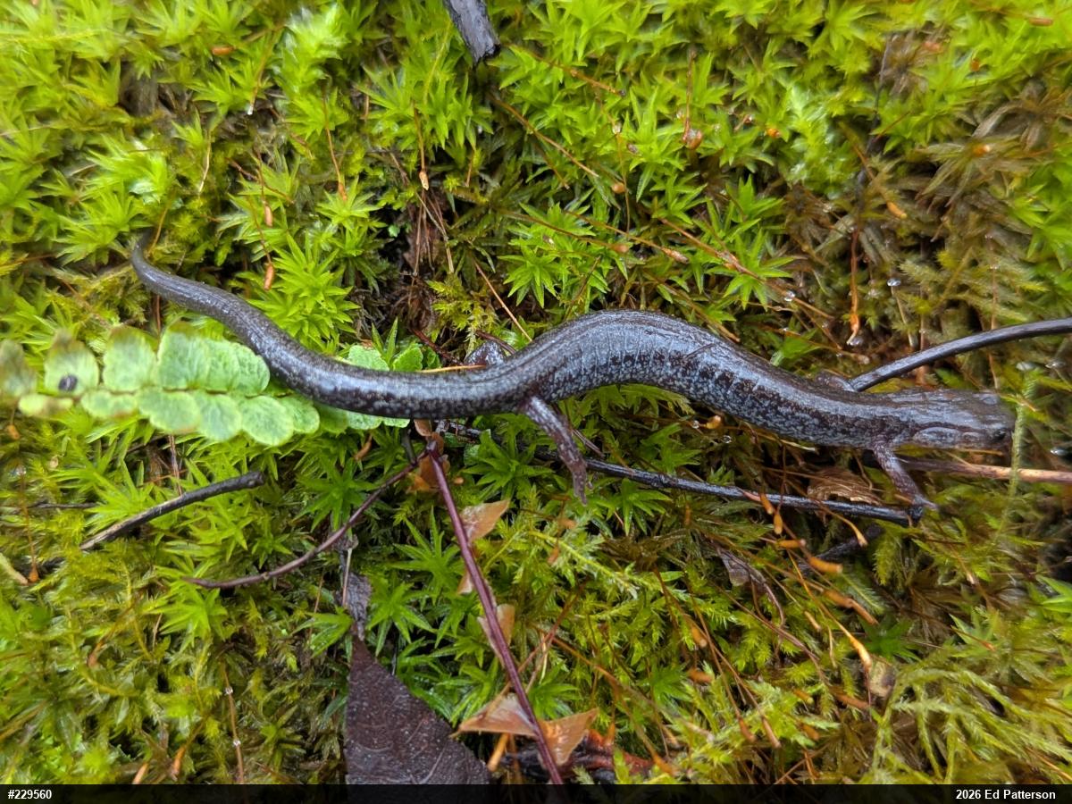 Valley And Ridge Salamander