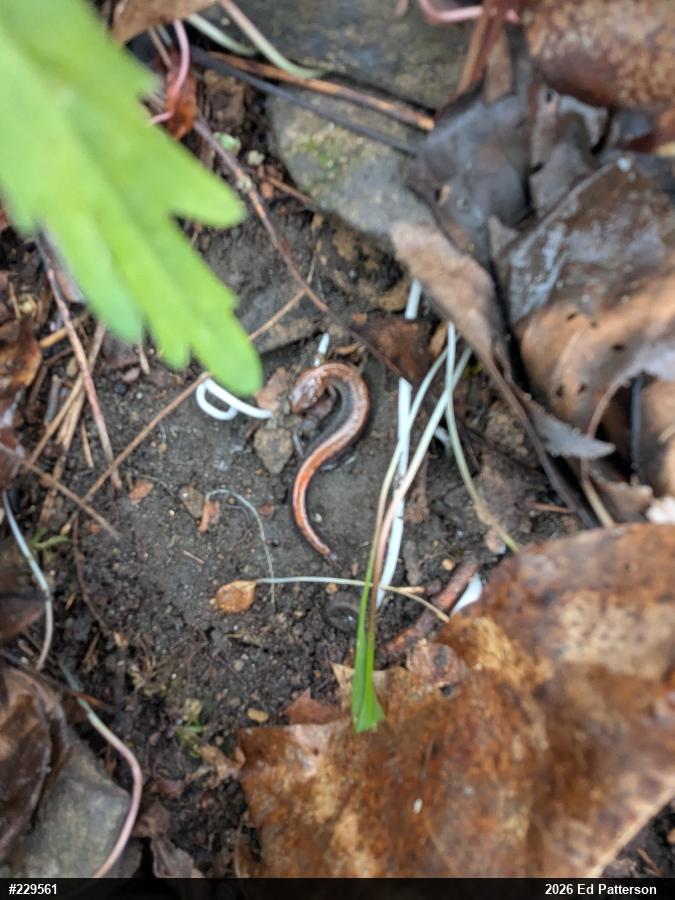 Eastern Red-backed  Salamander