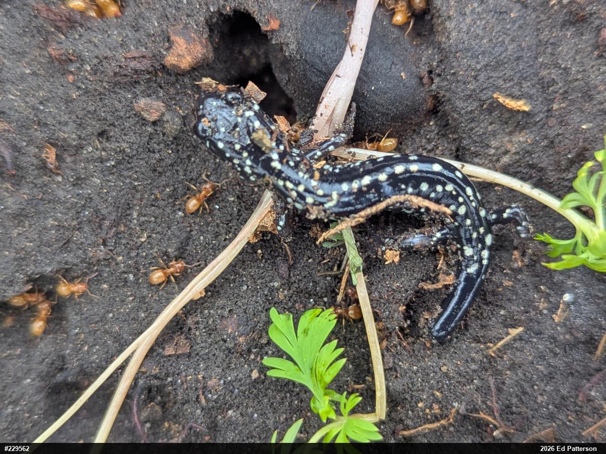 Northern Slimy Salamander