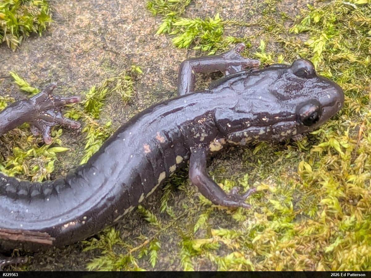 Wehrle's Salamander