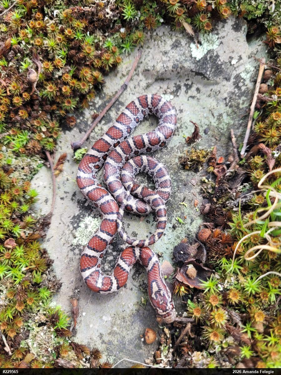 Eastern Milksnake