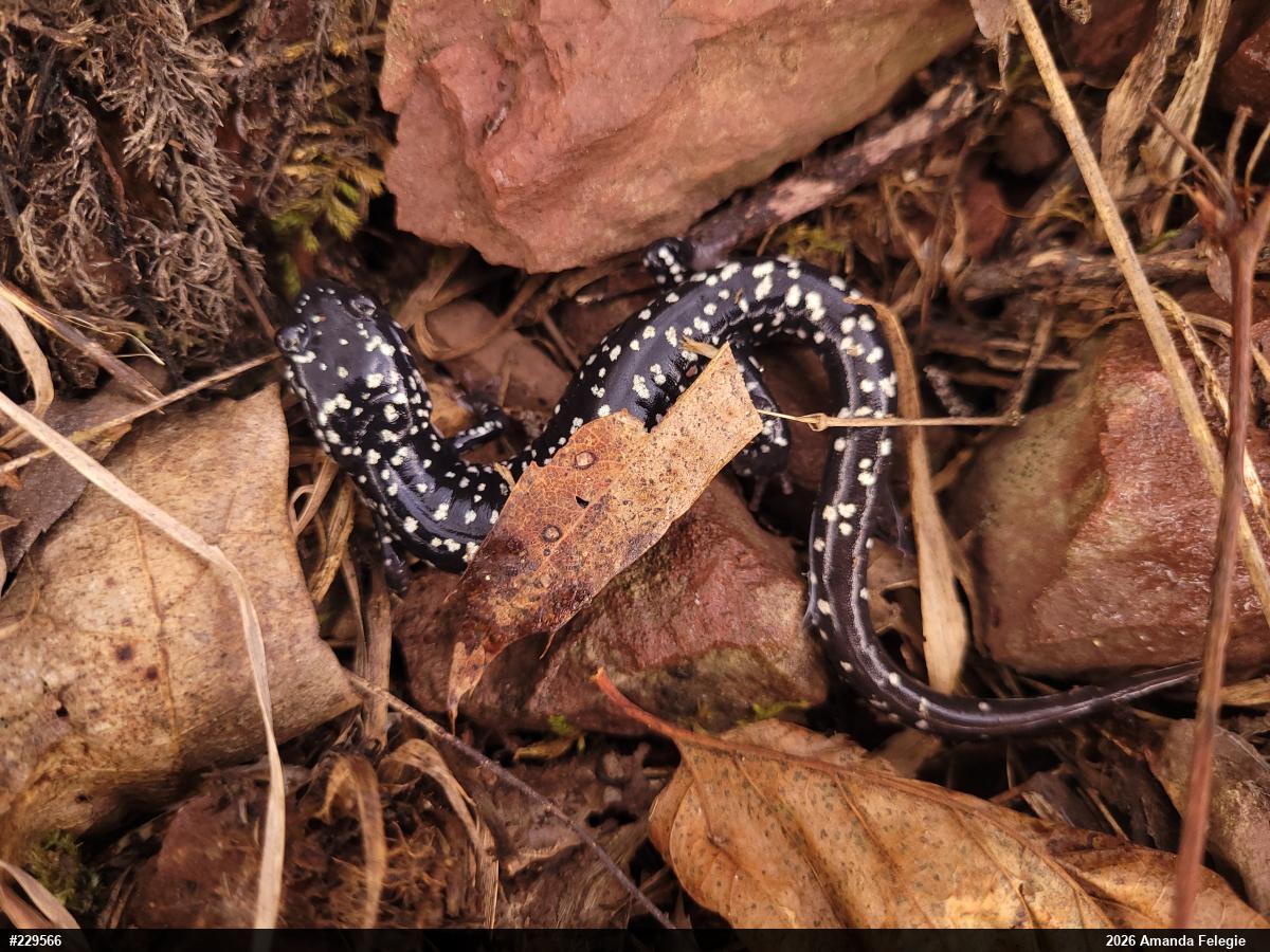Northern Slimy Salamander