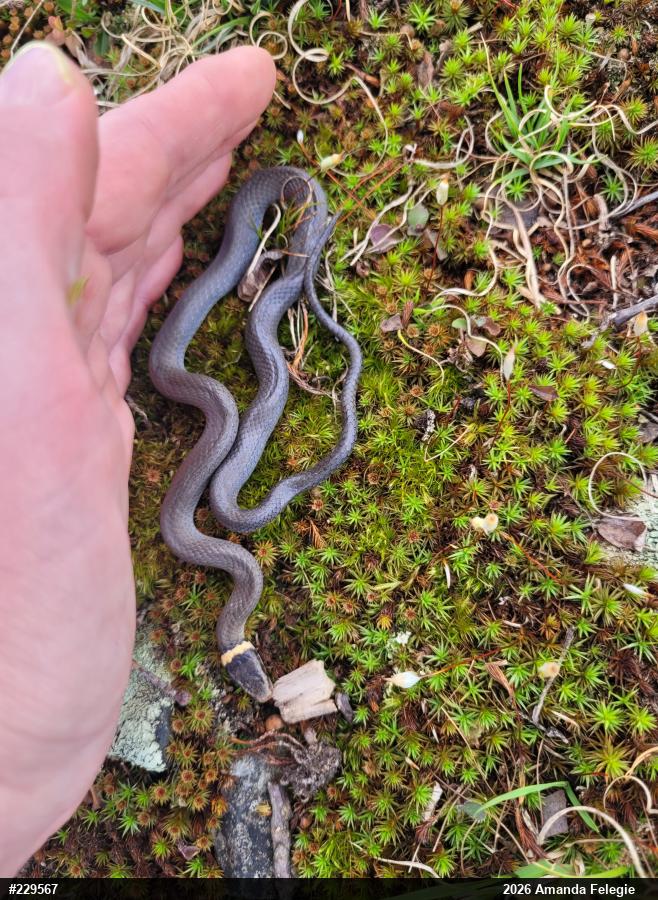 Northern Ring-necked Snake