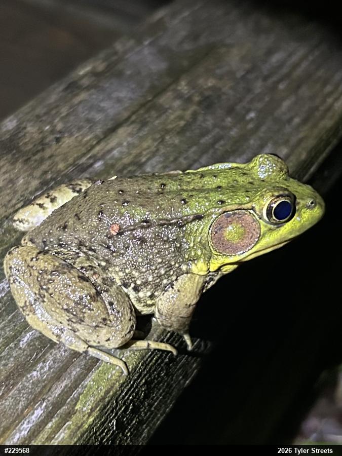 Green Frog