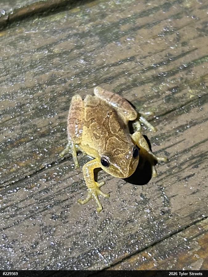 Spring Peeper
