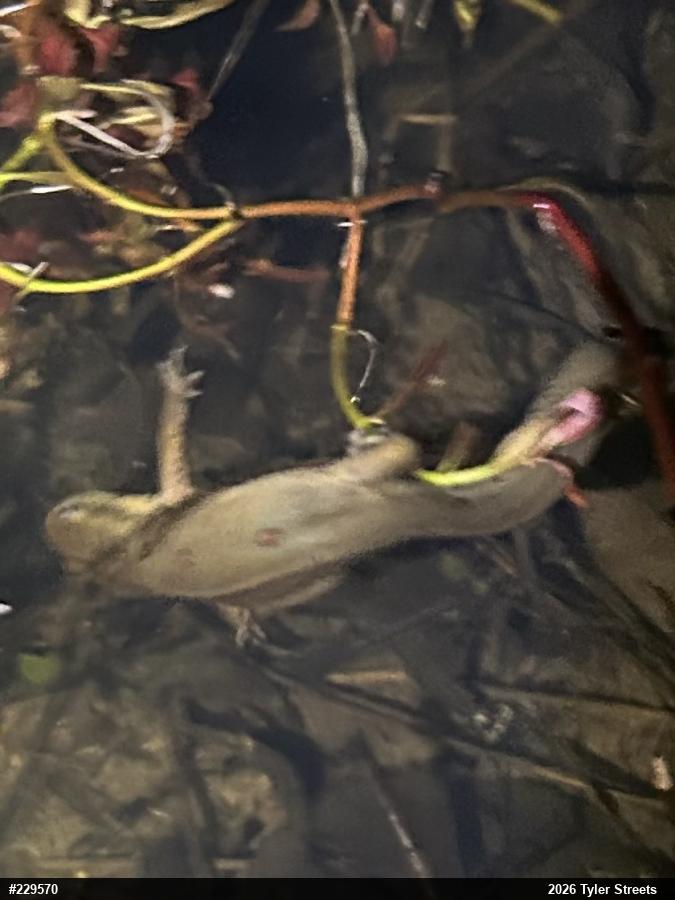 Red-spotted Newt
