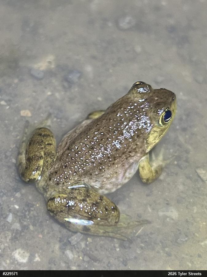 American Bullfrog
