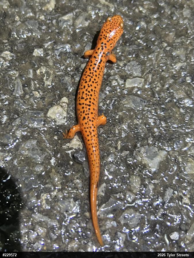 Northern Red Salamander