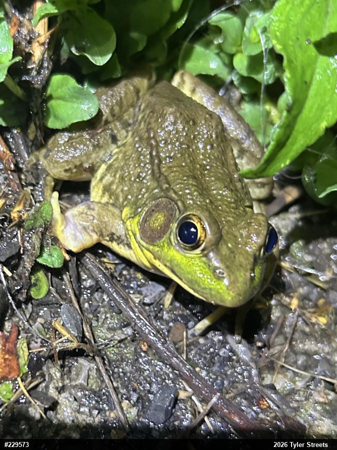 Green Frog