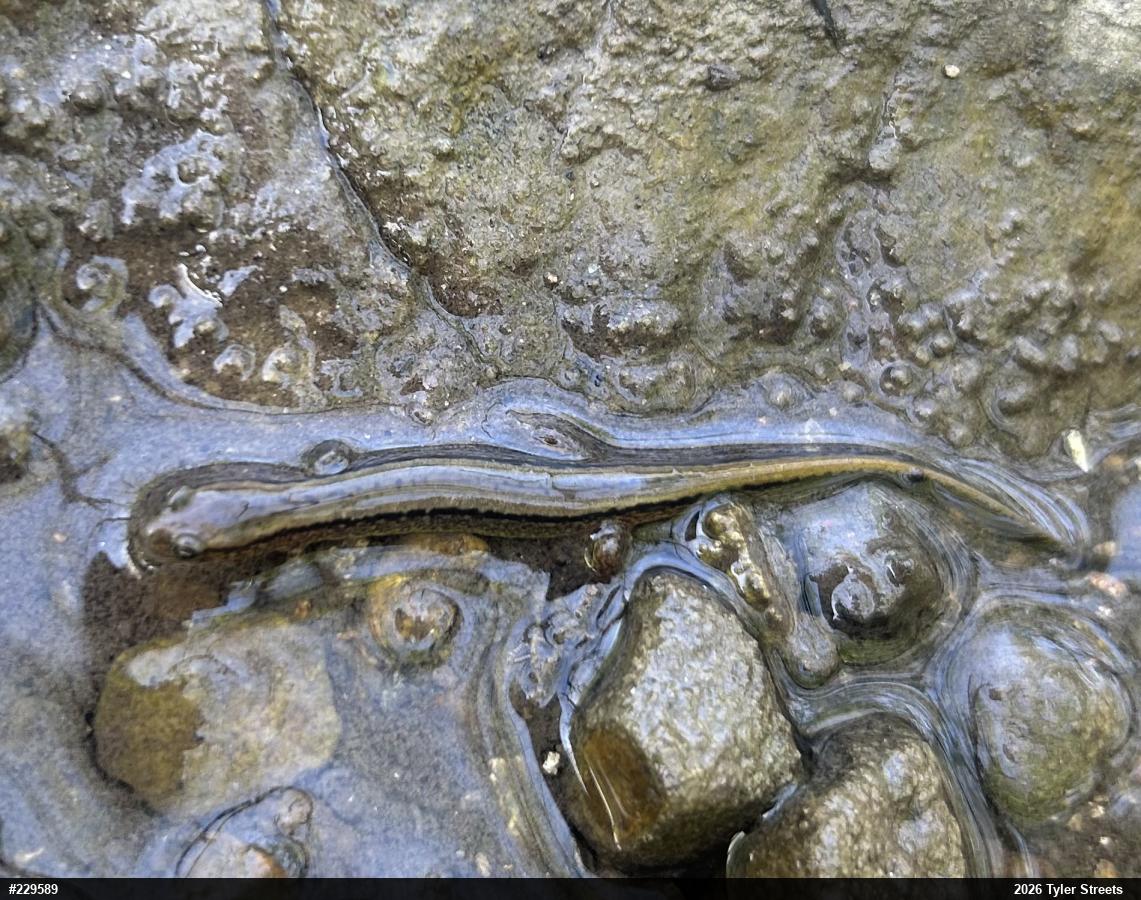 Northern Two-lined Salamander
