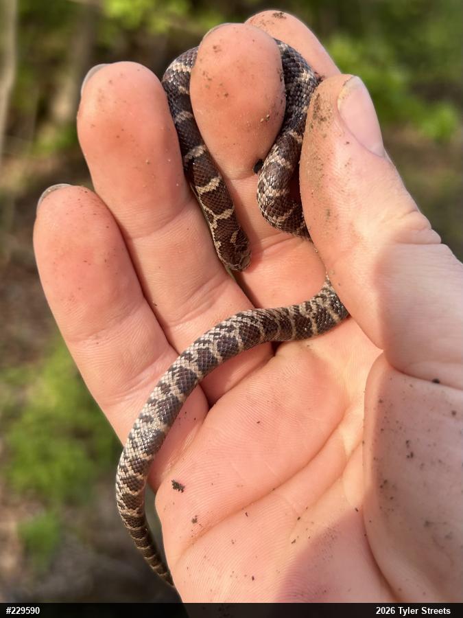 Eastern Milksnake