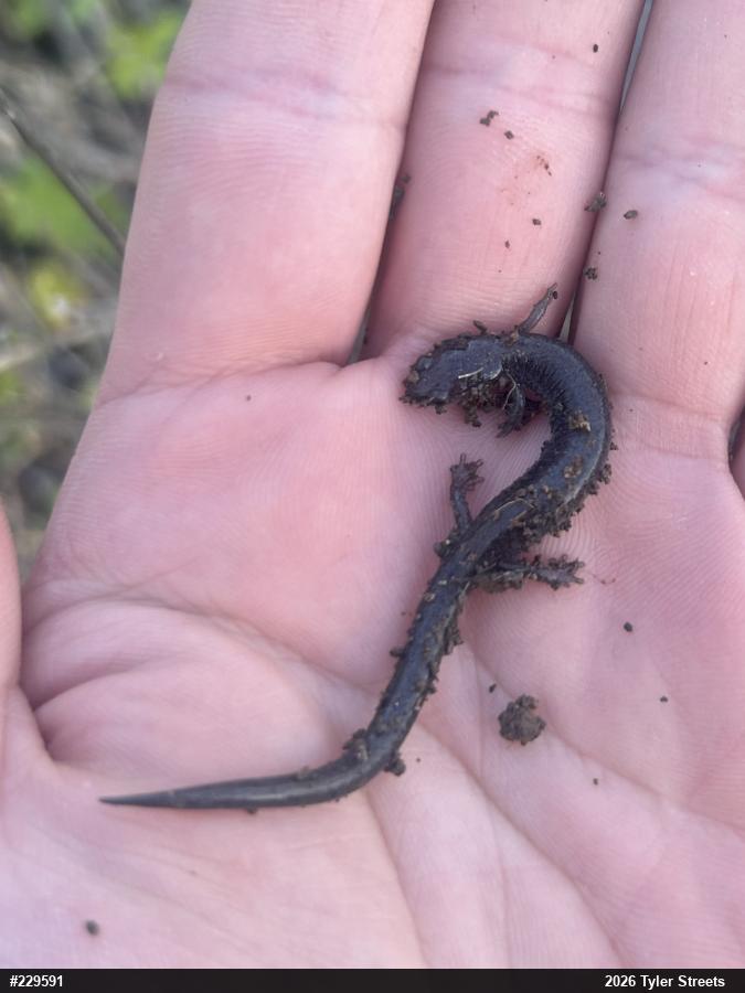 Valley And Ridge Salamander