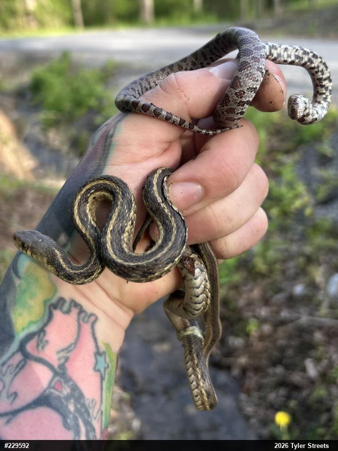 Eastern Gartersnake