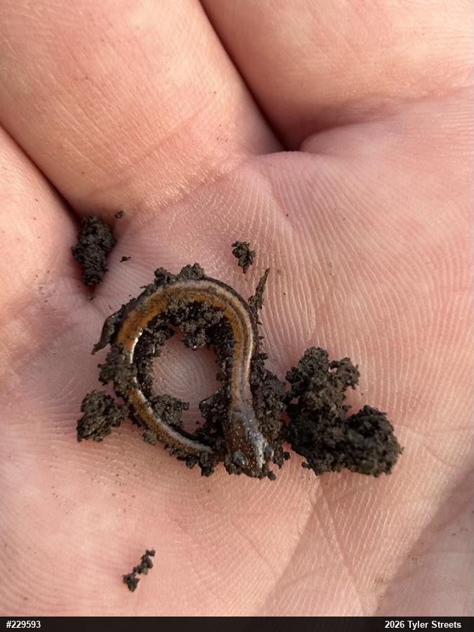 Eastern Red-backed  Salamander