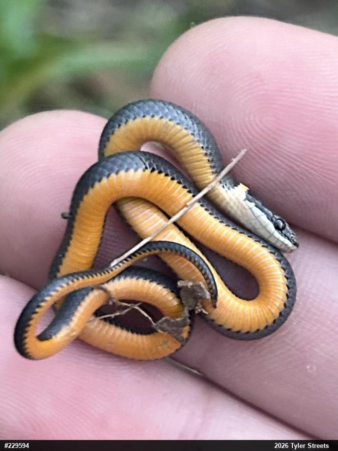 Northern Ring-necked Snake