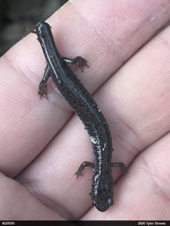 Valley And Ridge Salamander