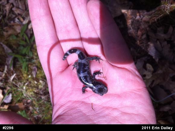 Marbled Salamander