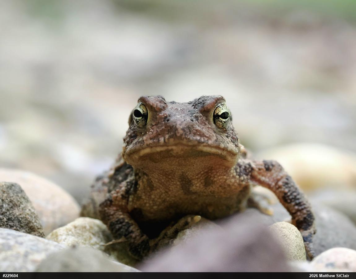 Eastern American Toad