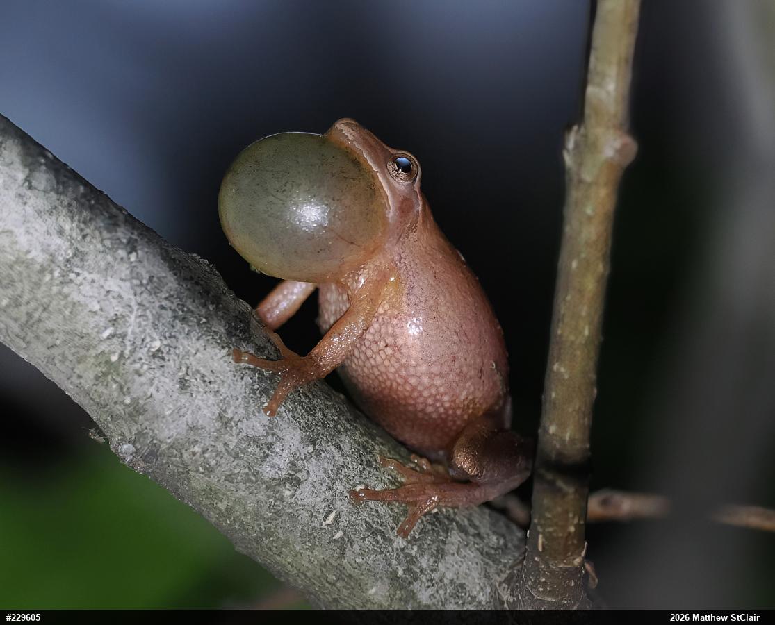 Spring Peeper