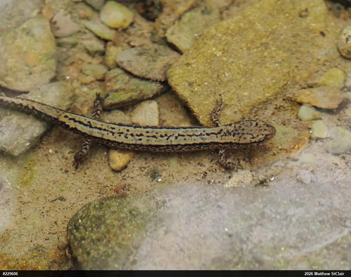 Northern Two-lined Salamander