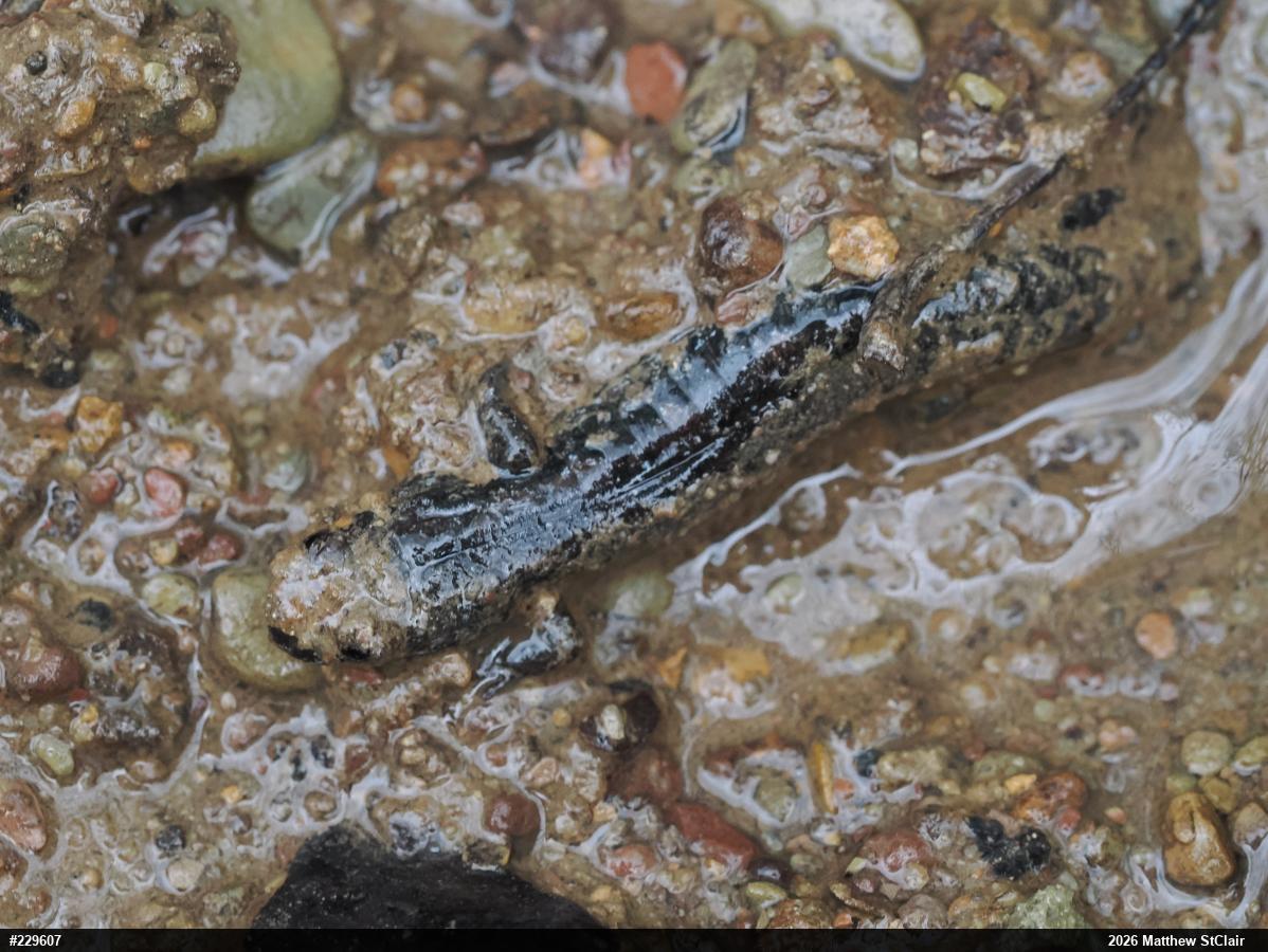Northern Dusky Salamander