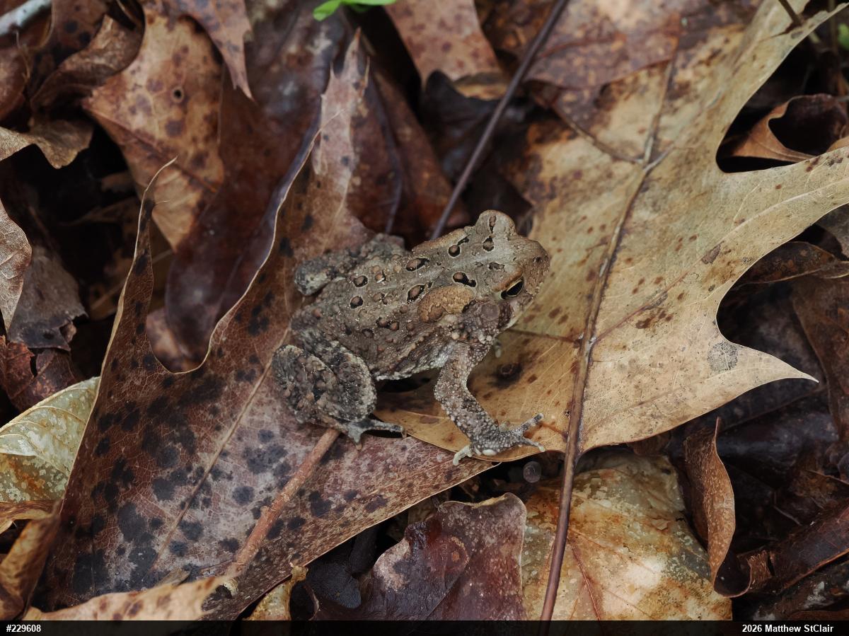 Eastern American Toad