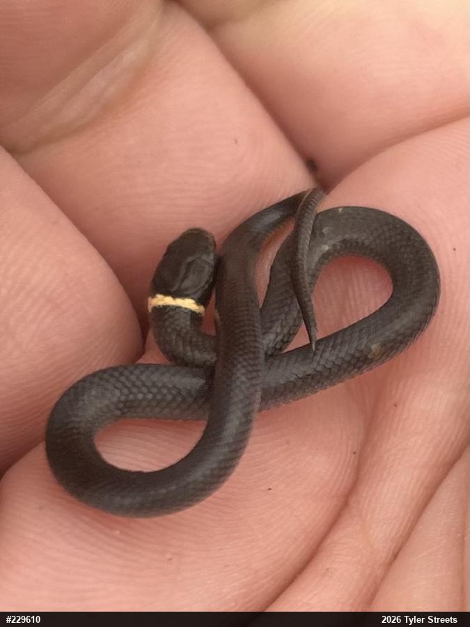 Northern Ring-necked Snake