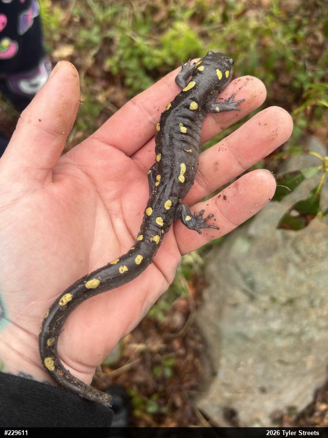 Spotted Salamander