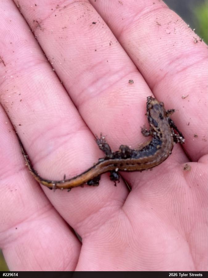 Allegheny Mountain Dusky Salamander