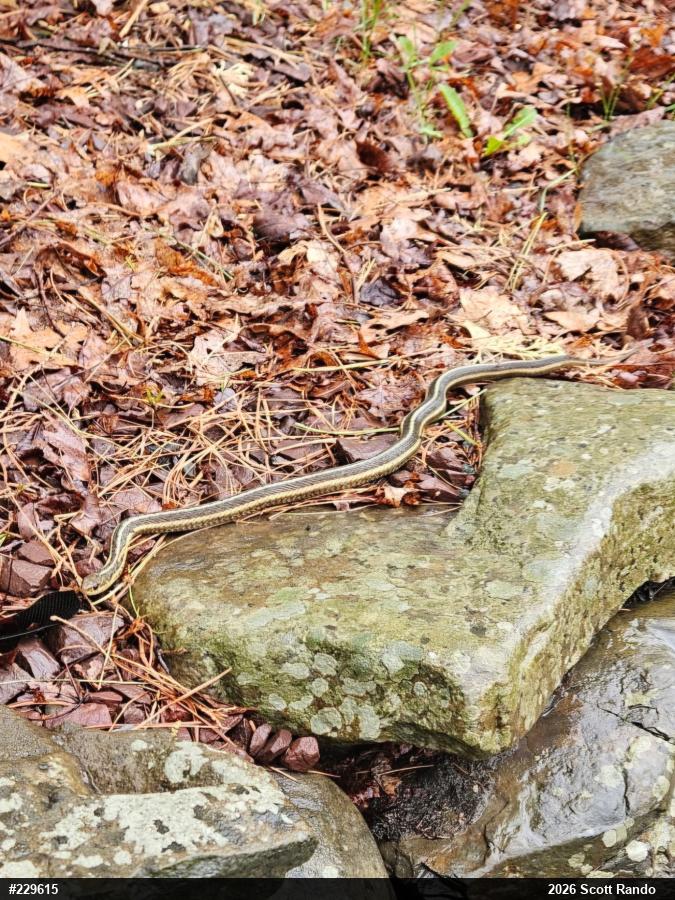 Eastern Gartersnake
