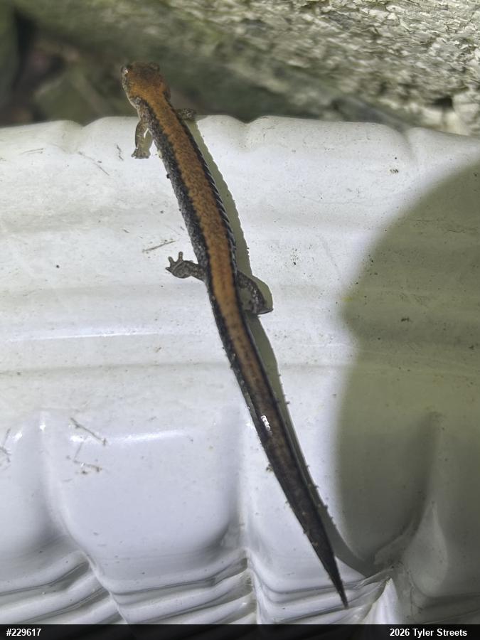 Eastern Red-backed  Salamander