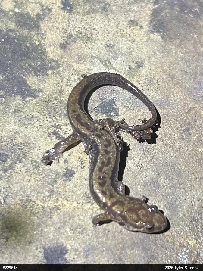 Allegheny Mountain Dusky Salamander