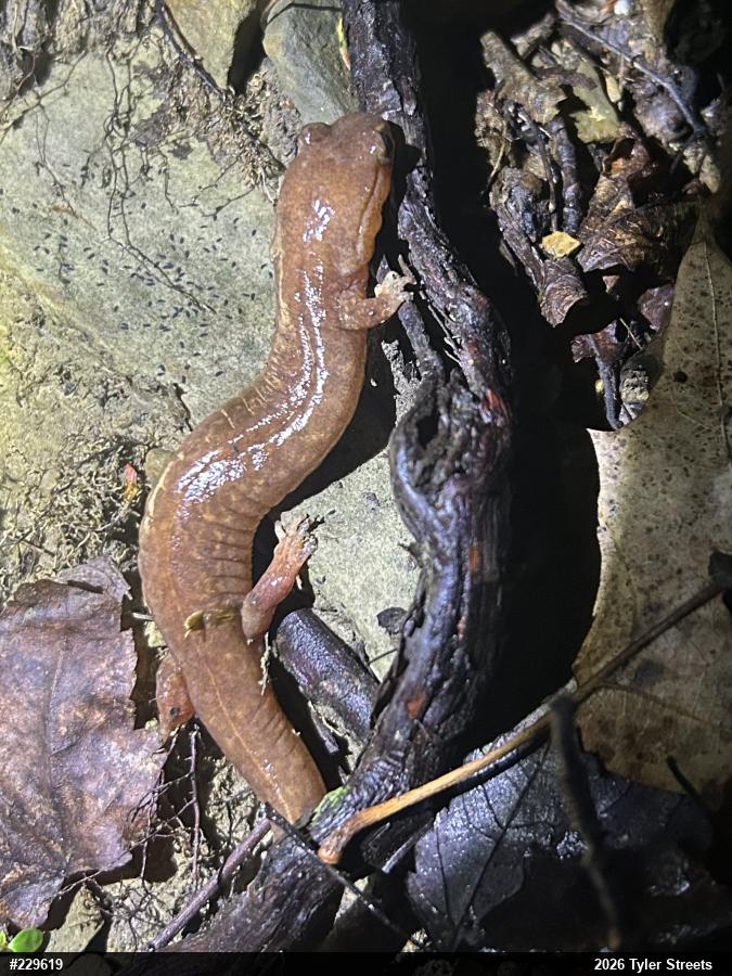 Northern Spring Salamander
