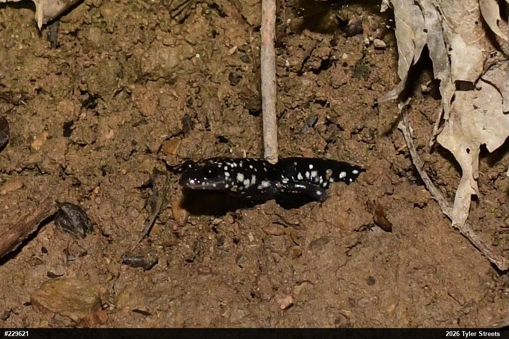 Northern Slimy Salamander