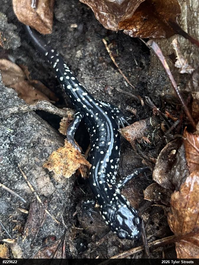 Northern Slimy Salamander