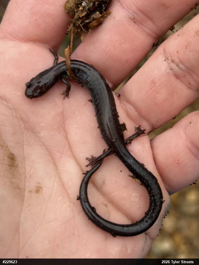 Valley And Ridge Salamander