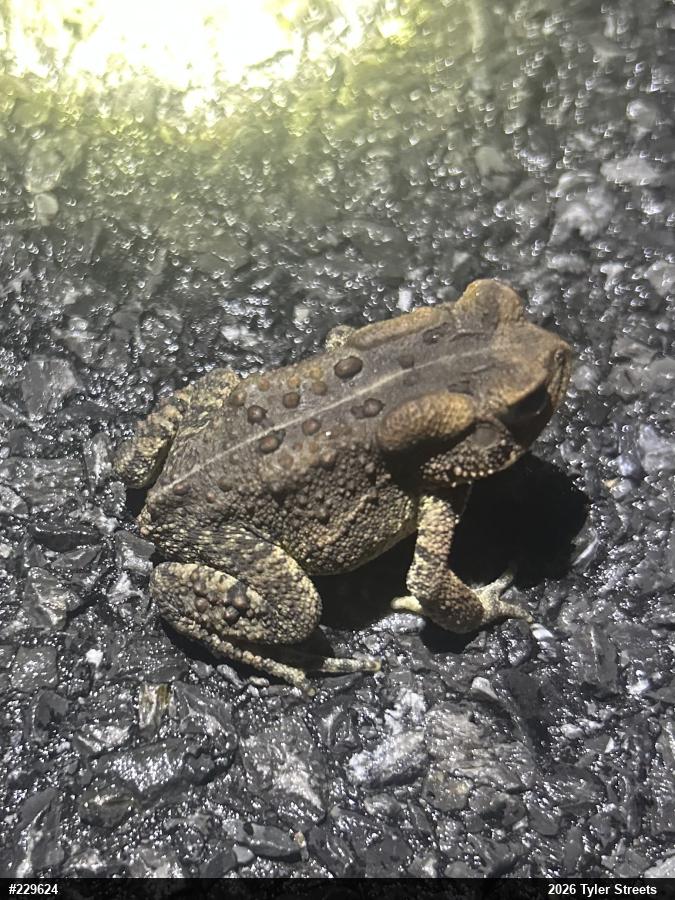 Eastern American Toad
