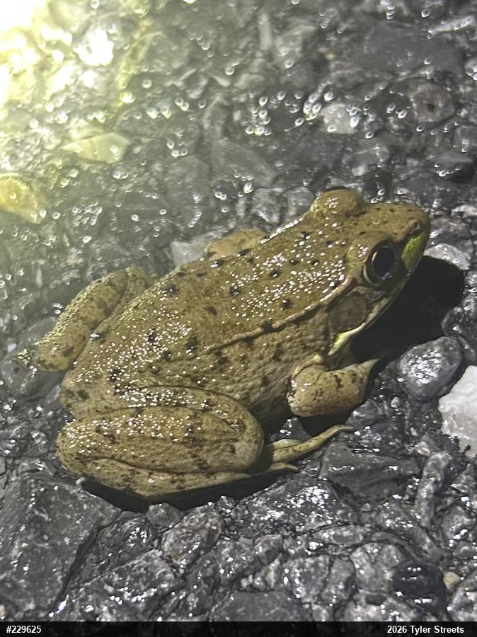 Green Frog