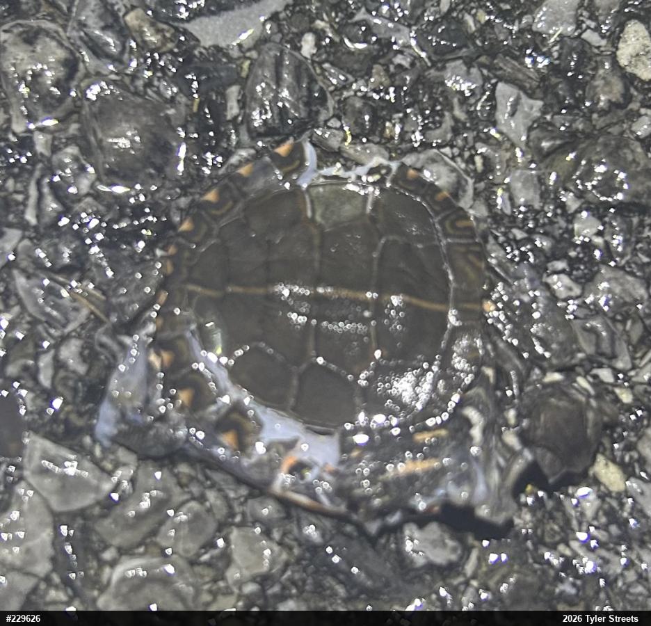 Midland Painted Turtle