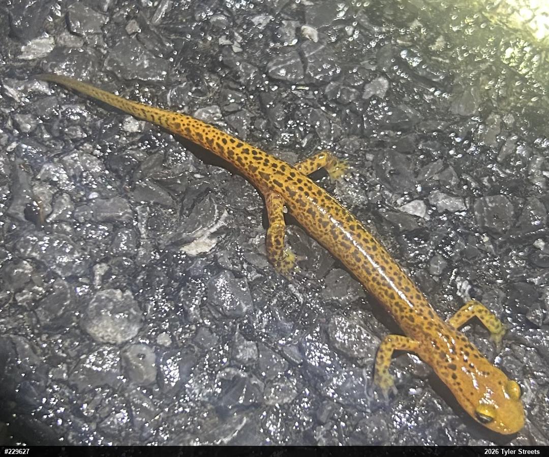 Eastern Long-tailed Salamander