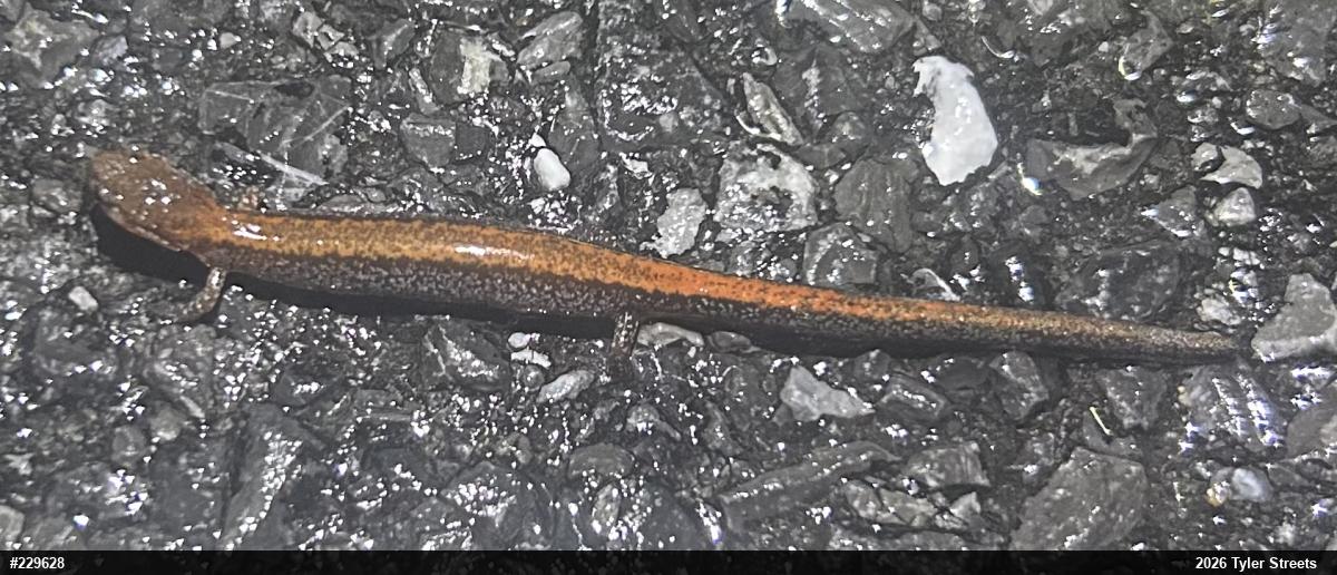 Eastern Red-backed  Salamander