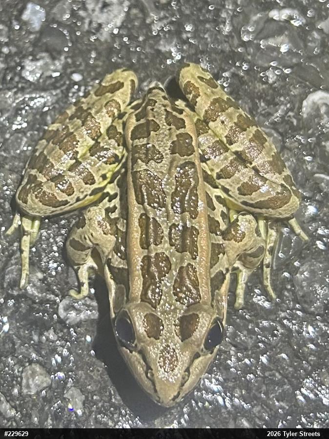 Pickerel Frog