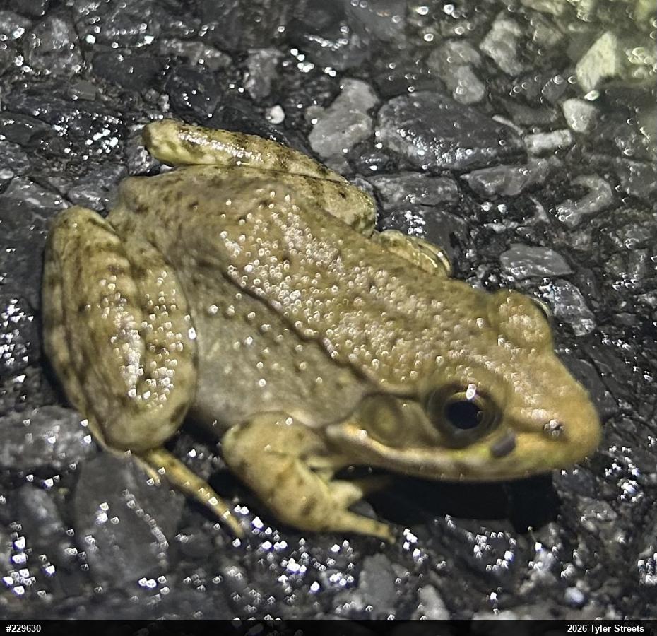 Green Frog