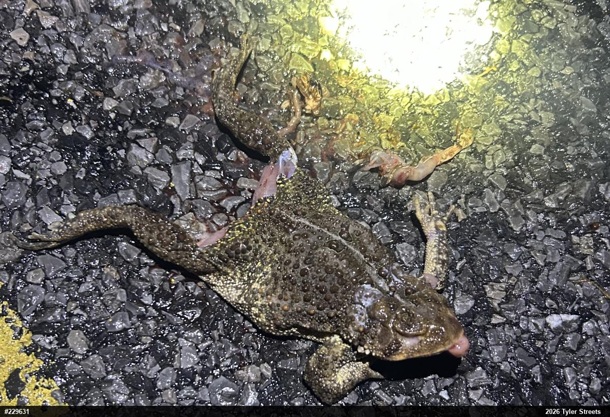 Eastern American Toad