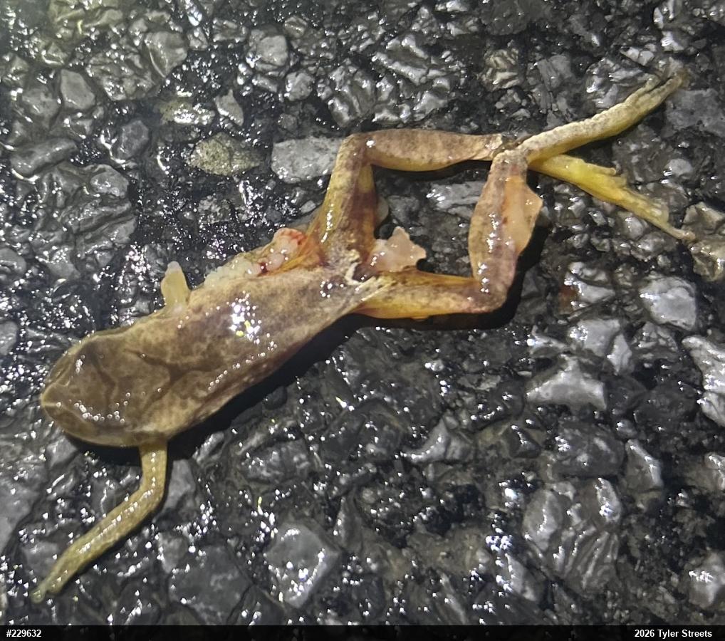 Spring Peeper