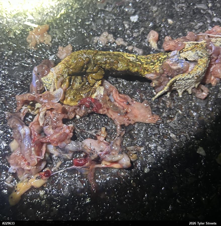 Eastern American Toad