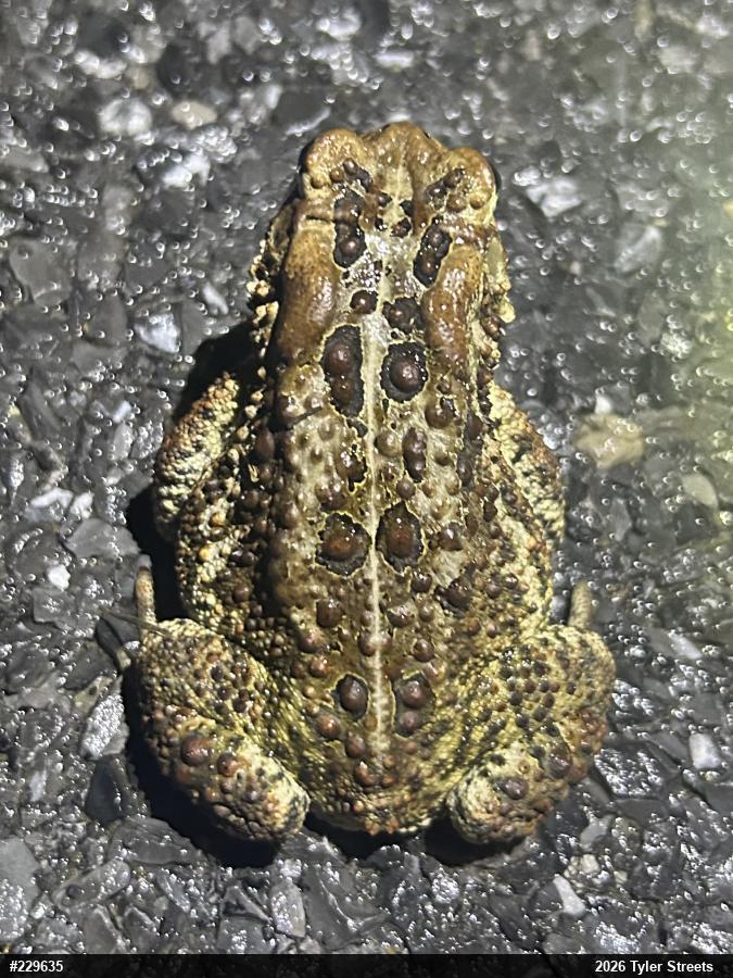 Eastern American Toad
